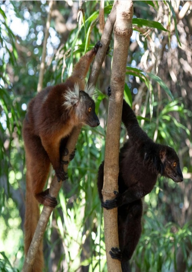 לחצו כאן למעבר לעמוד הטיול טבע, נופש וחוויה במדגסקר עם דורית גבאי